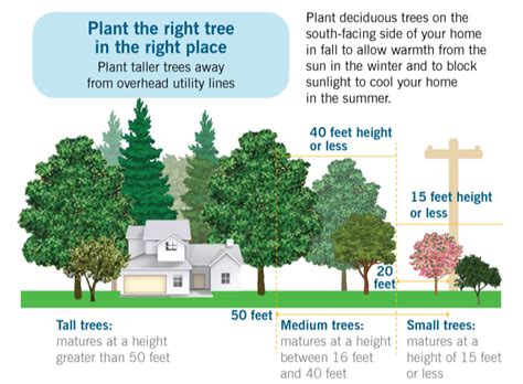 duke energy electric box vegitation|Duke Energy planting guide.